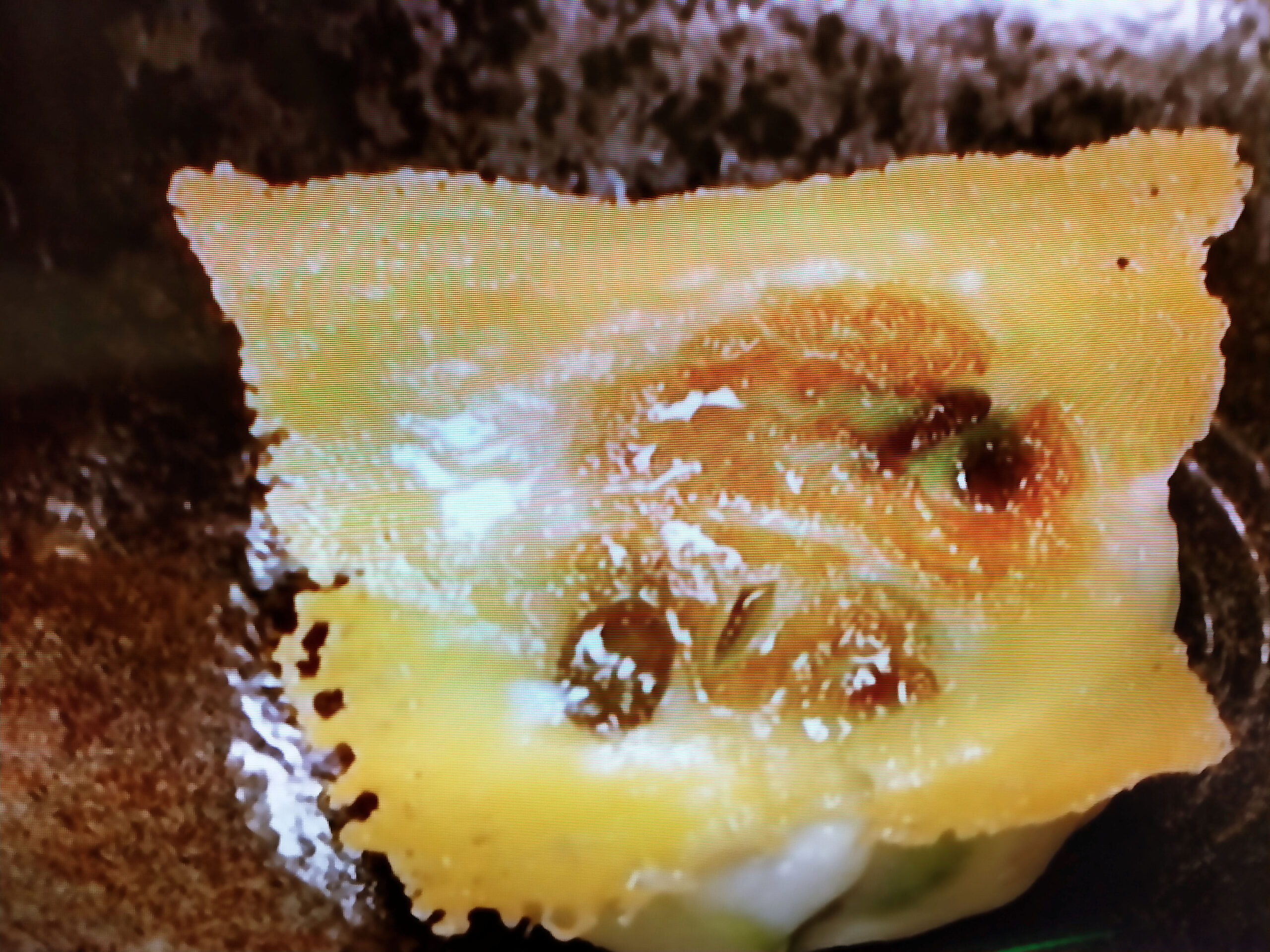相葉マナブ 枝豆のはんぺんチーズ焼き のレシピby小峠英二 バイきんぐ 澤部佑 ハライチ 相葉雅紀 6月27日 おさらいキッチン