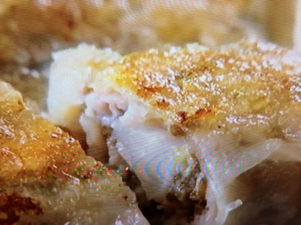 【クイズとくもり】生もずくギョーザのレシピ・クイズとくもり・安井レイコ